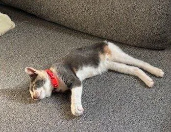 A young small-sized female Dilute Calico Domestic Short Hair cat named Roma for adoption in Bayonne, NJ