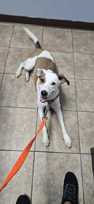 A young medium-sized male Jack Russell Terrier dog named Barclay for adoption in Aurora, IL