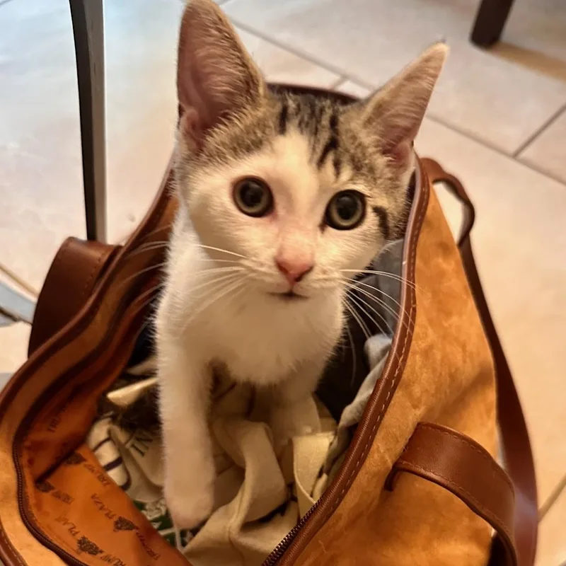 A baby medium-sized female White Domestic Short Hair cat named Trinity for adoption in East Brunswick, NJ