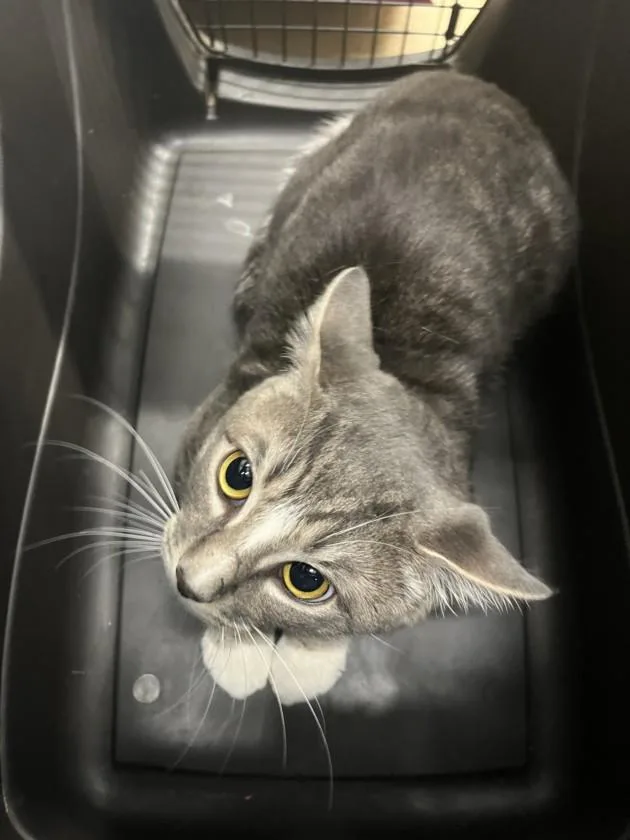 A young medium-sized male Domestic Short Hair cat named Scrapper for adoption in Derwood, MD