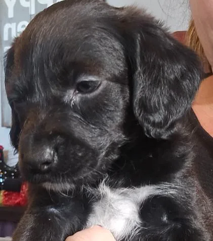 A baby medium-sized female Labradoodle dog named Ladd for adoption in Cumming, GA