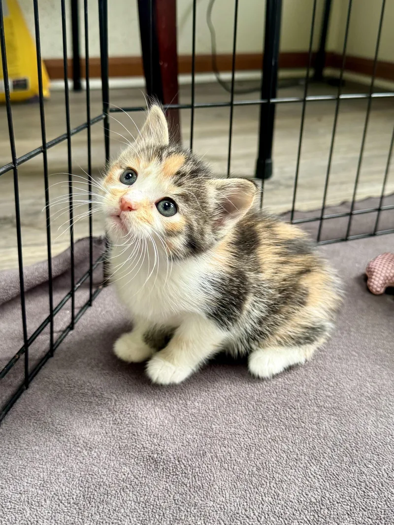 A baby medium-sized female Buff & White Domestic Short Hair cat named Barbra Jean for adoption in Hartland, MI