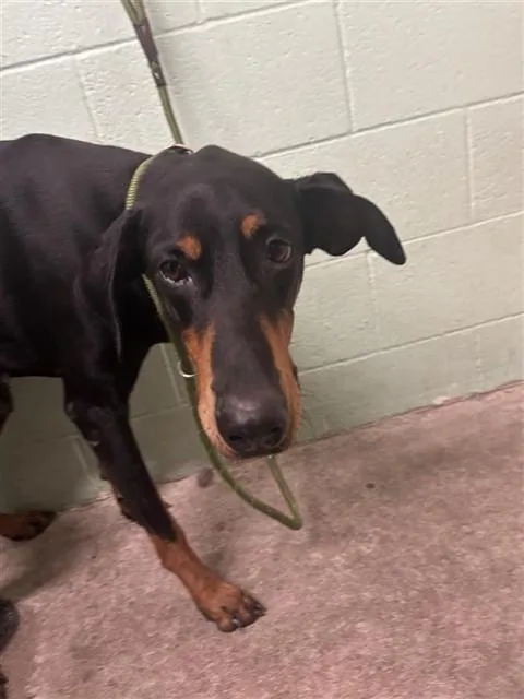 An adult large-sized female Doberman Pinscher dog named Star for adoption in Sacramento, CA