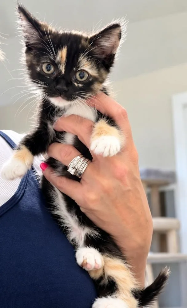 A baby small-sized female Domestic Short Hair cat named Tira for adoption in Homer Glen, IL