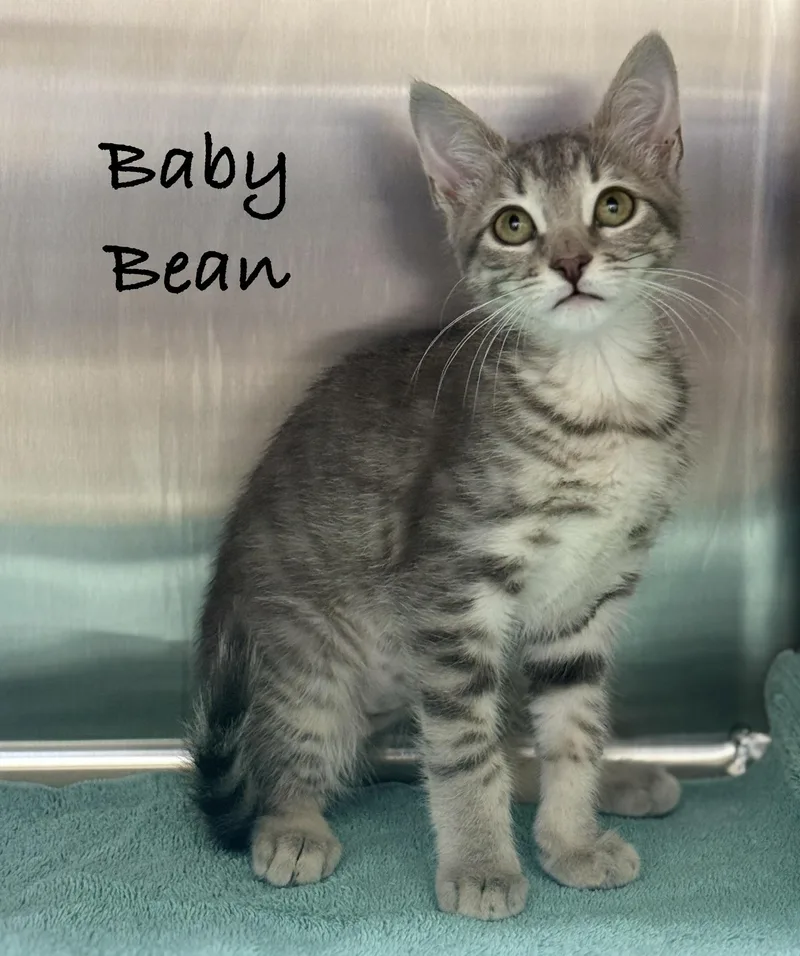 A baby medium-sized female Tabby (Gray / Blue / Silver) Domestic Short Hair cat named Baby Bean for adoption in Pawleys Island, SC