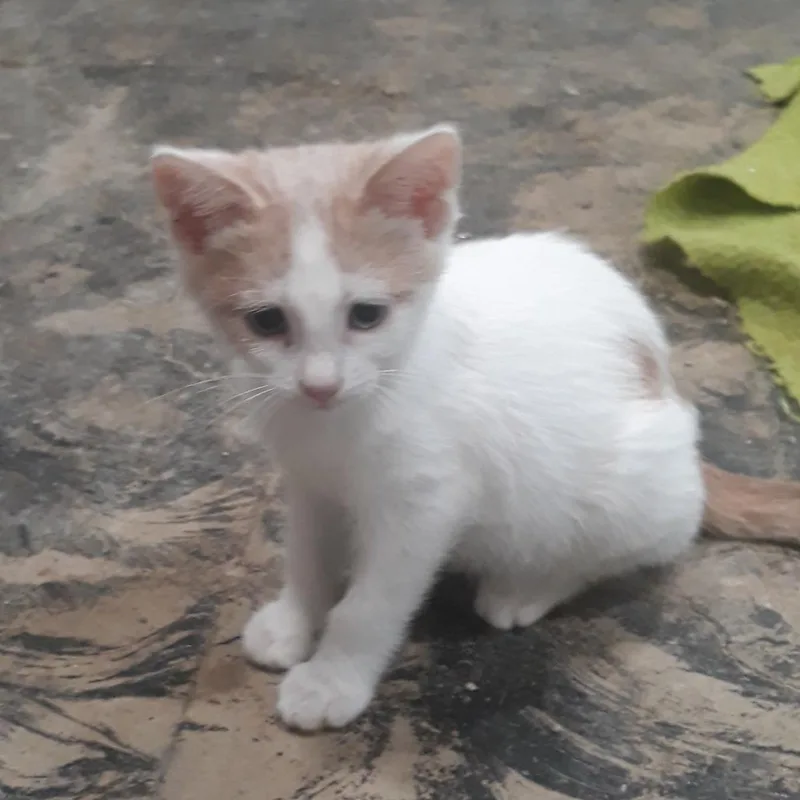 A baby small-sized male White Domestic Short Hair cat named John for adoption in West Des Moines, IA