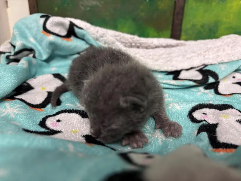 A baby small-sized male Domestic Short Hair cat named Gingerbread Man for adoption in Houston, TX