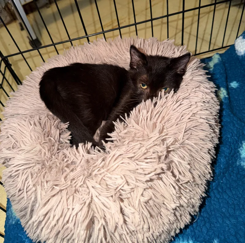A baby medium-sized female Domestic Short Hair cat named Miley Found on Side for adoption in Clifton, NJ