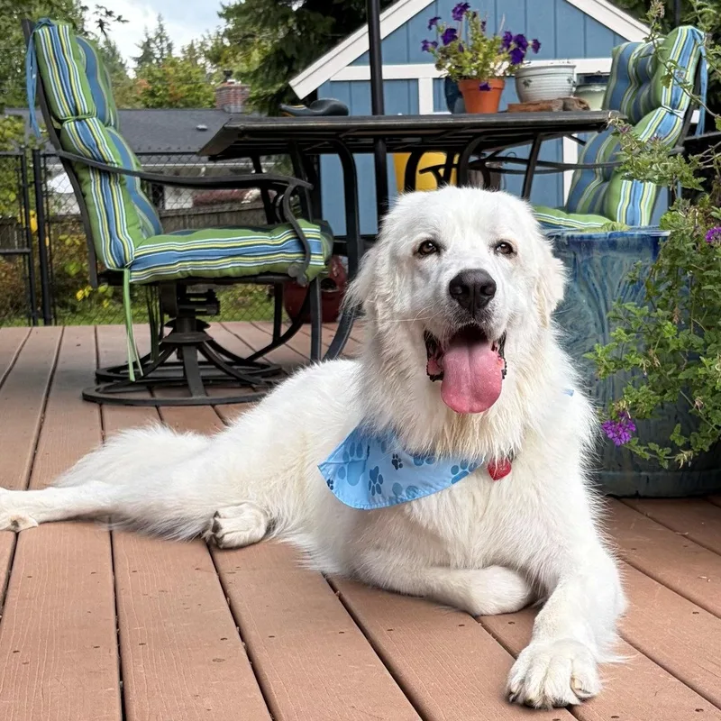 An adult large-sized male White / Cream Great Pyrenees dog named Jelly for adoption in Spring, TX
