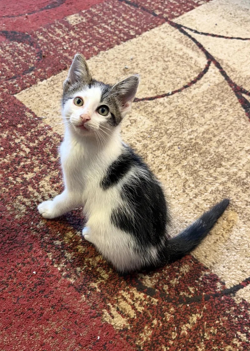 A baby small-sized male Domestic Short Hair cat named Olaf for adoption in Turnersville, NJ