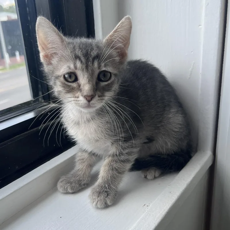 A baby small-sized male Gray / Blue / Silver Domestic Short Hair cat named Hawk for adoption in St. Louis, MO