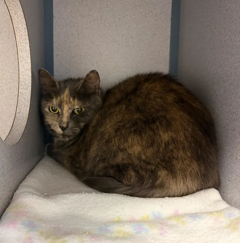 An adult large-sized female Domestic Short Hair cat named Tilly for adoption in Liverpool, NY