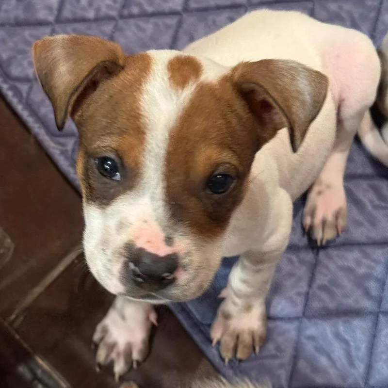 A baby small-sized male White / Cream Mixed Breed dog named Guano for adoption in Buffalo, MN