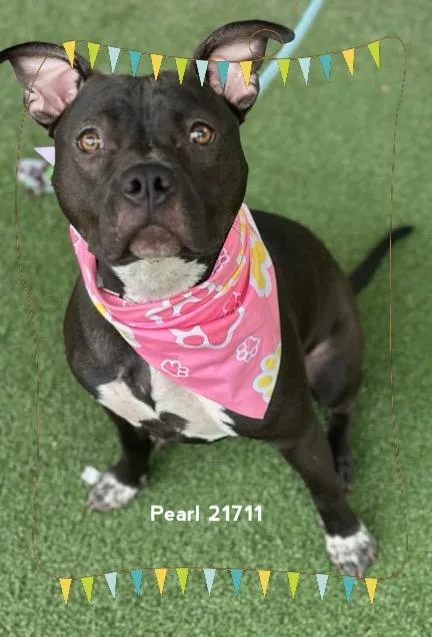 An adult medium-sized female Black Pit Bull Terrier dog named Pearl for adoption in Marietta, GA