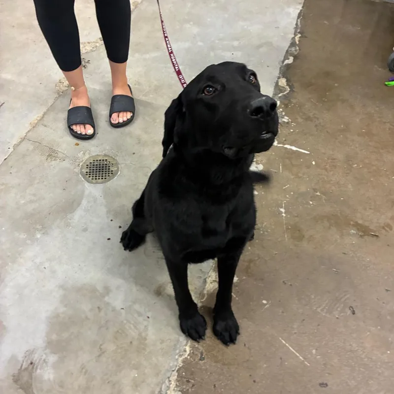 A young small-sized male Black Labrador Retriever dog named Bristol for adoption in Corbin, KY