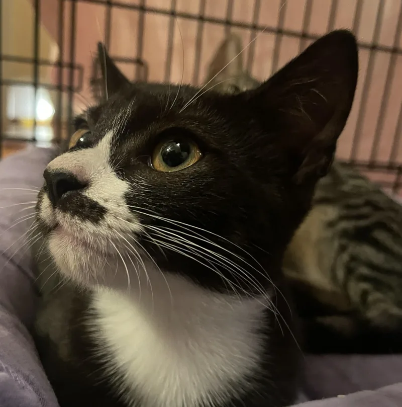 A baby small-sized female Domestic Short Hair cat named Glimmer for adoption in Media, PA