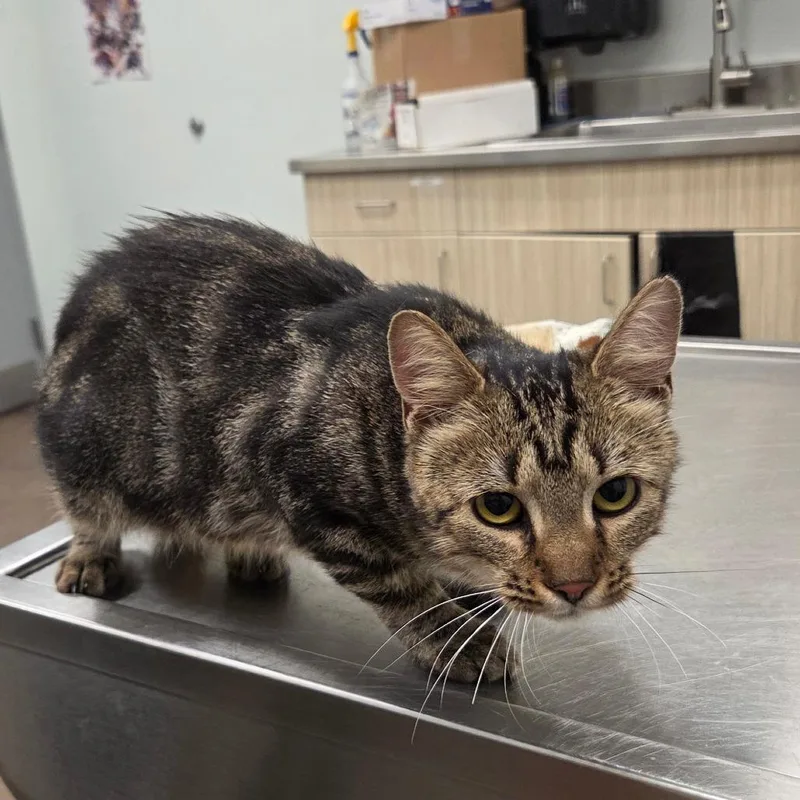 An adult medium-sized female Brown / Chocolate Domestic Short Hair cat named Mabel for adoption in Chattanooga, TN