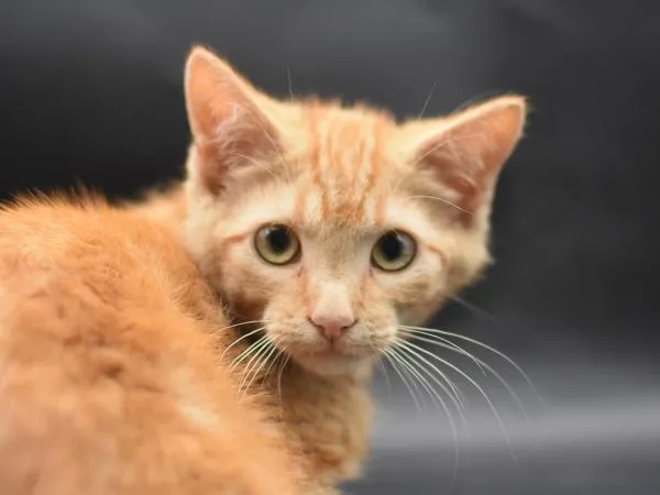 A baby small-sized male Domestic Short Hair cat named Churro for adoption in Portland, OR