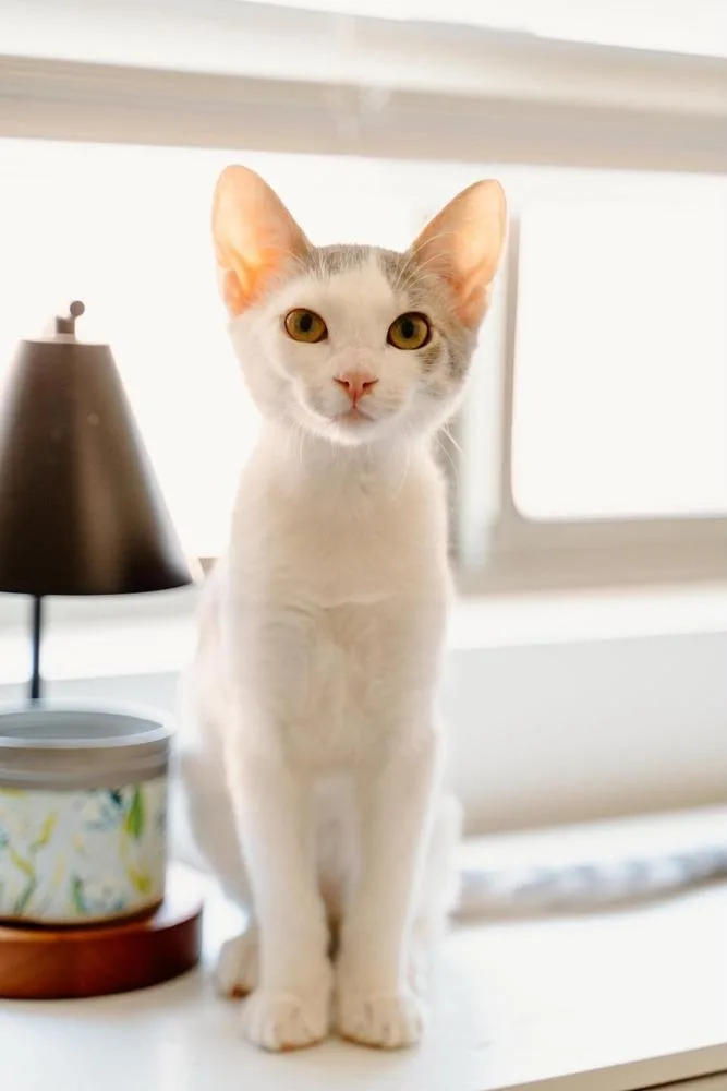 A baby medium-sized male Domestic Short Hair cat named Regal for adoption in tucson, AZ