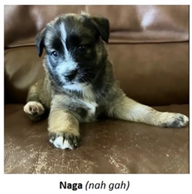Naga
