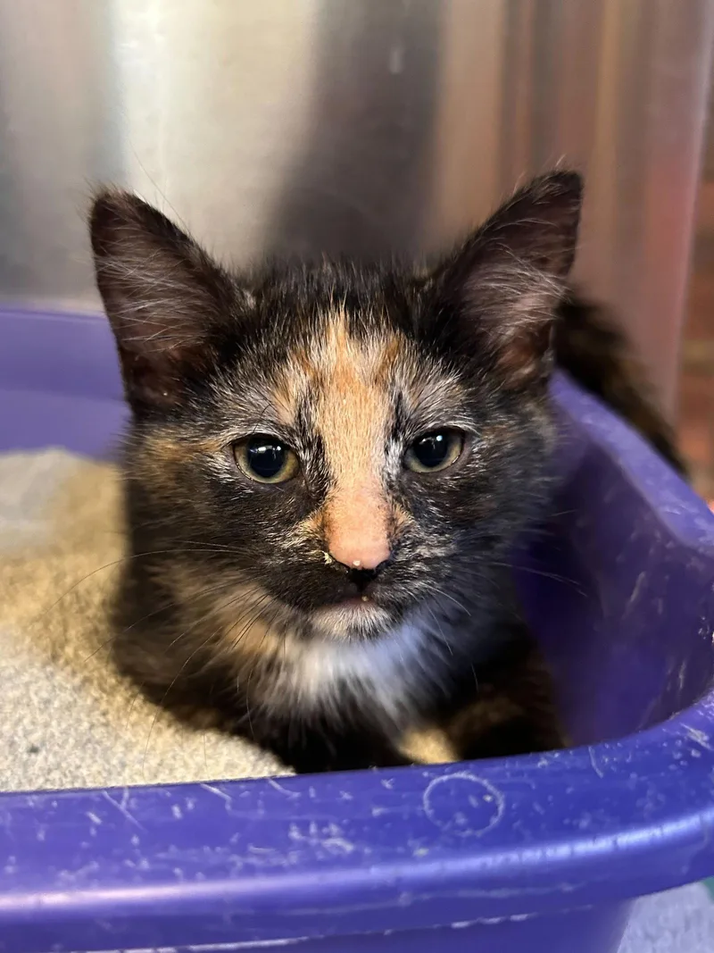 A baby small-sized female Domestic Short Hair cat named Margarita CCHS for adoption in Locust Grove, GA
