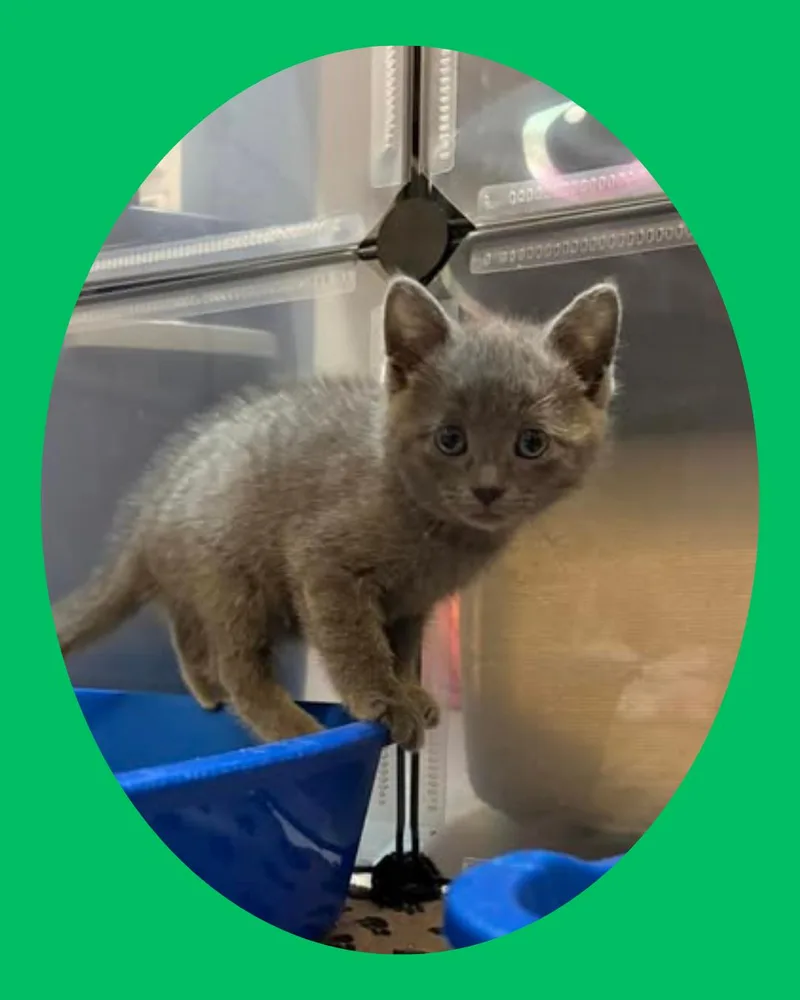 A baby medium-sized male Domestic Short Hair cat named Ryu for adoption in Chesapeake Beach, MD