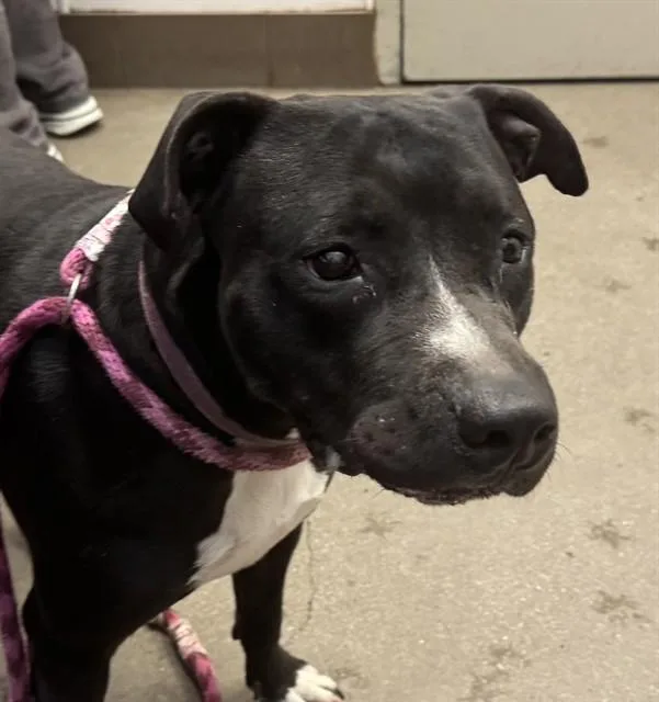 An adult medium-sized female Pit Bull Terrier dog named Ivy for adoption in Tucson, AZ