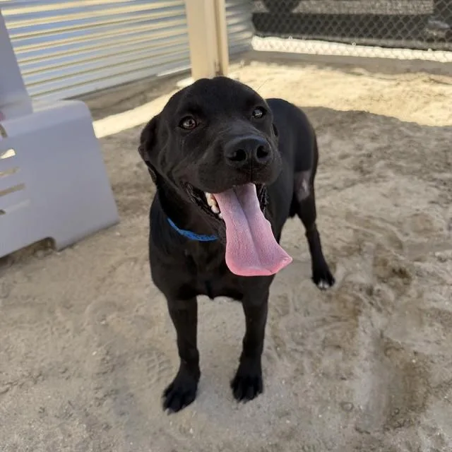 A young medium-sized male Labrador Retriever dog named Stimpy for adoption in Riverside, CA