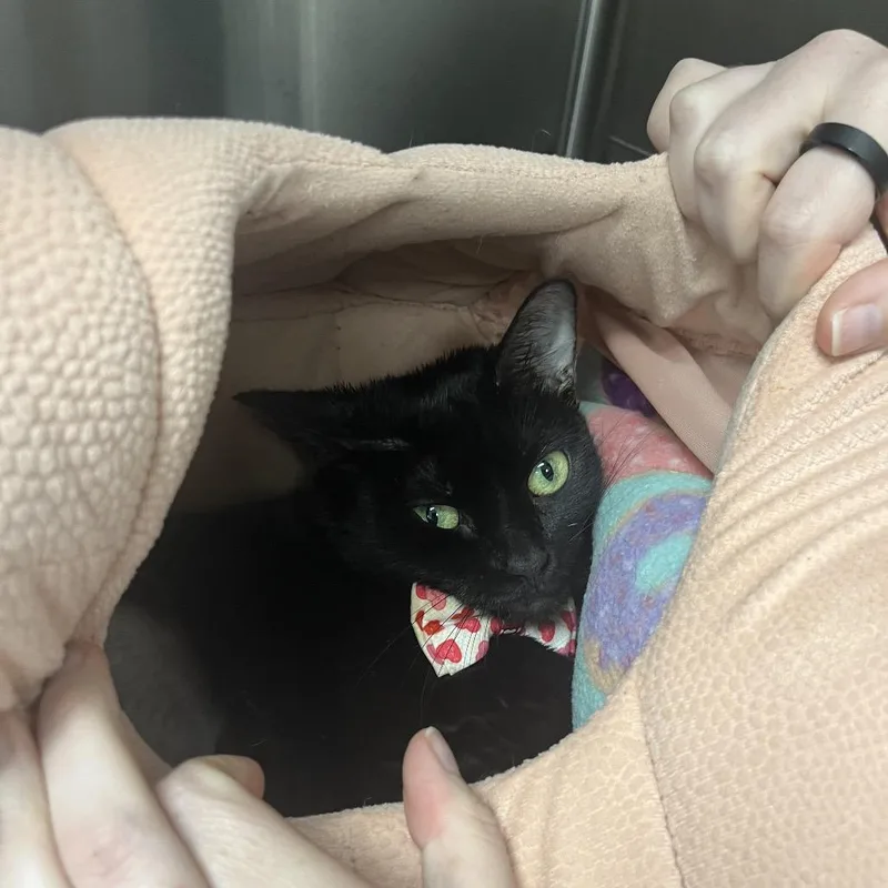 An adult medium-sized female Black Domestic Short Hair cat named Maci May for adoption in Lakeland, FL