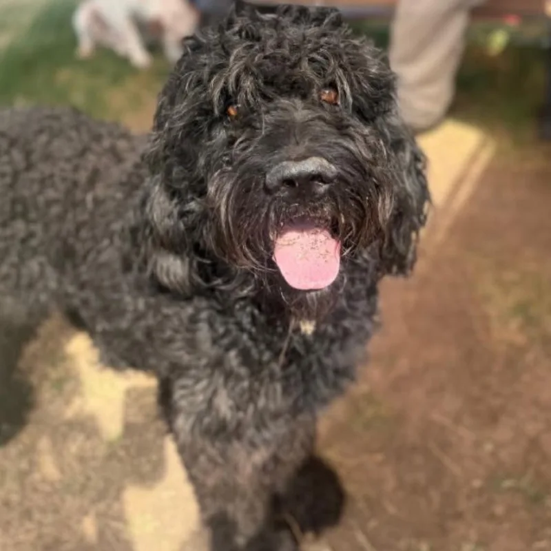 An adult large-sized male Black Labrador Retriever dog named Puff for adoption in Rockville, MD