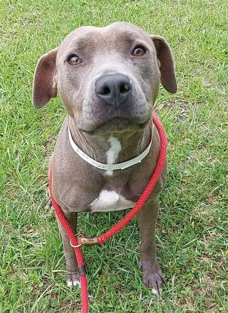 A young medium-sized female American Staffordshire Terrier dog named Luna for adoption in Fort Lauderdale, FL