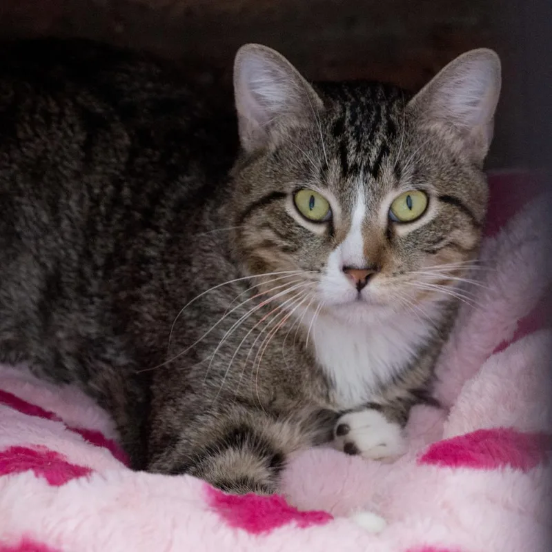 An adult medium-sized male Brown / Chocolate Domestic Short Hair cat named Hero for adoption in Forest Park, IL