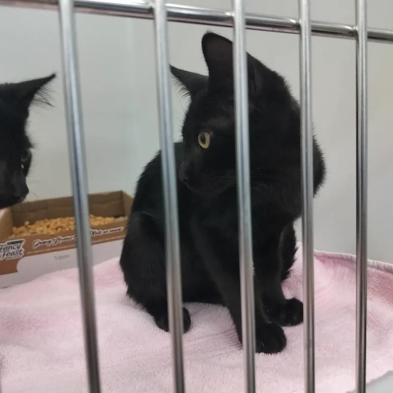 A baby small-sized male Black Domestic Short Hair cat named Lincoln for adoption in Naples, FL