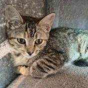 A baby small-sized female Gray / Blue / Silver Domestic Short Hair cat named Piper for adoption in Knoxville, TN