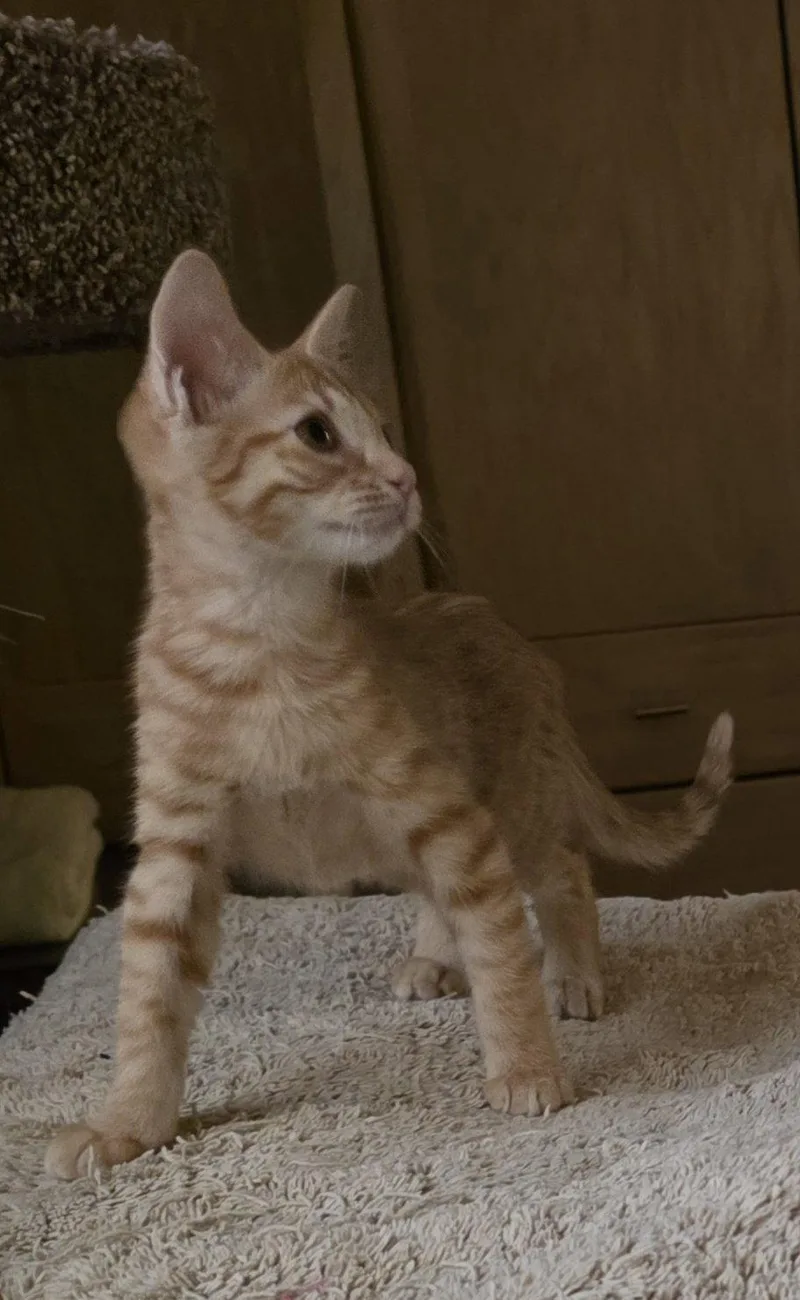 A baby medium-sized female Orange & White Domestic Short Hair cat named Jolene for adoption in Glendale, AZ
