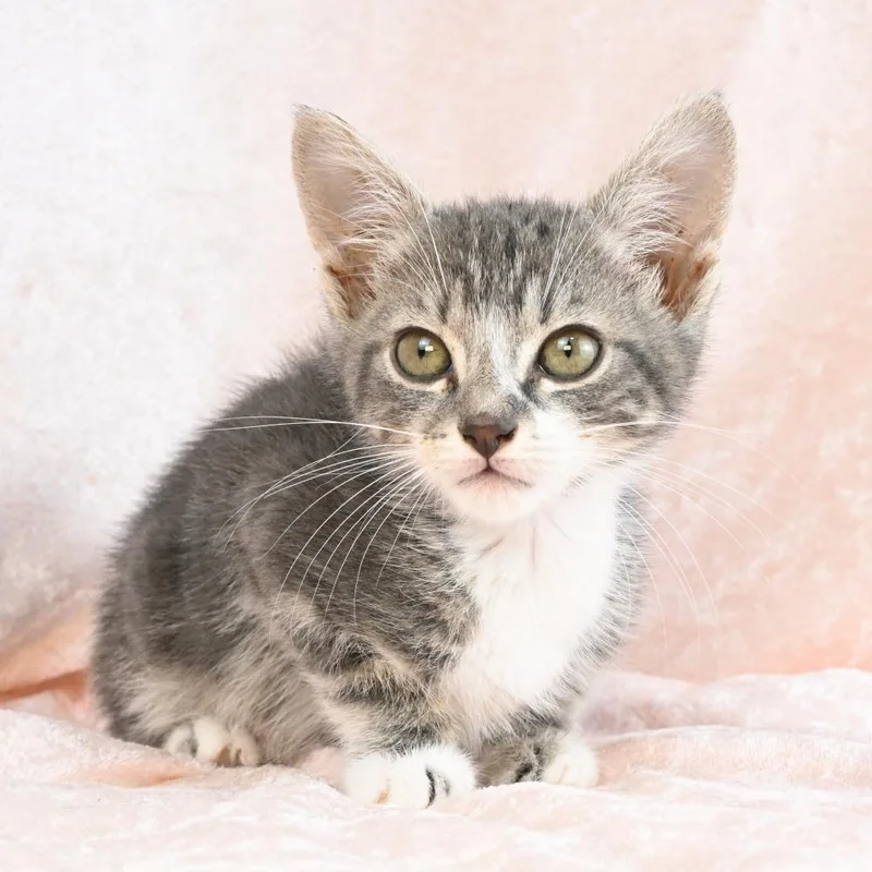 A baby small-sized male Gray / Blue / Silver Domestic Short Hair cat named Hopper for adoption in Mobile, AL