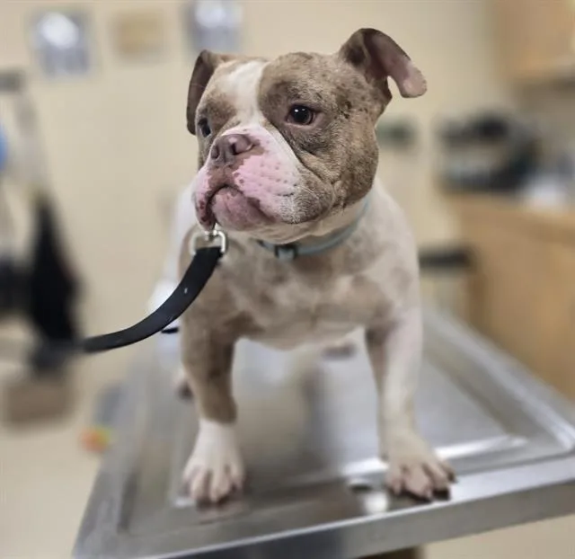 A young small-sized male English Bulldog dog named Bootsie for adoption in Aliquippa, PA