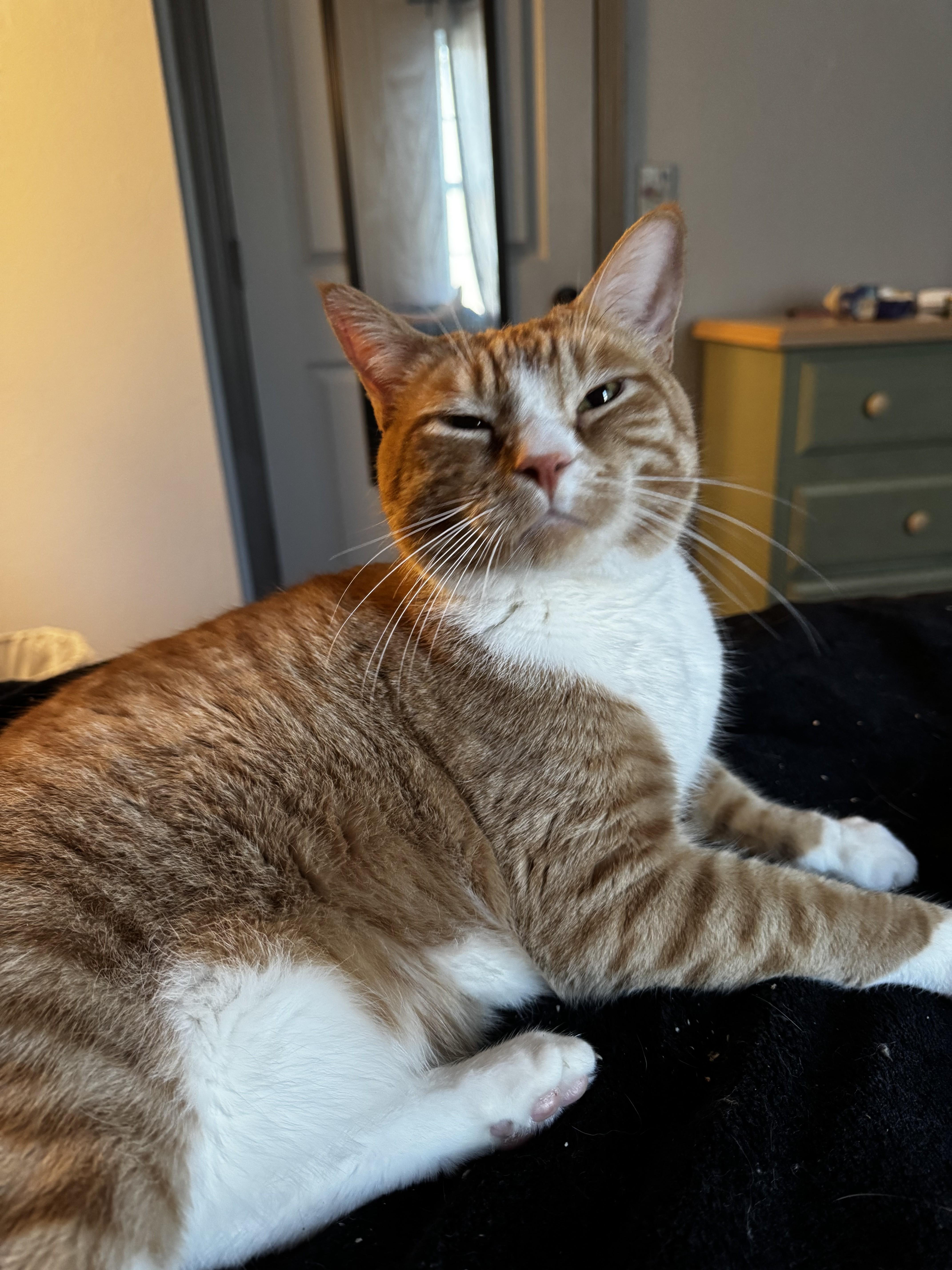 An adult large-sized male Orange & White Domestic Short Hair cat named Martin for adoption in Albany, NY