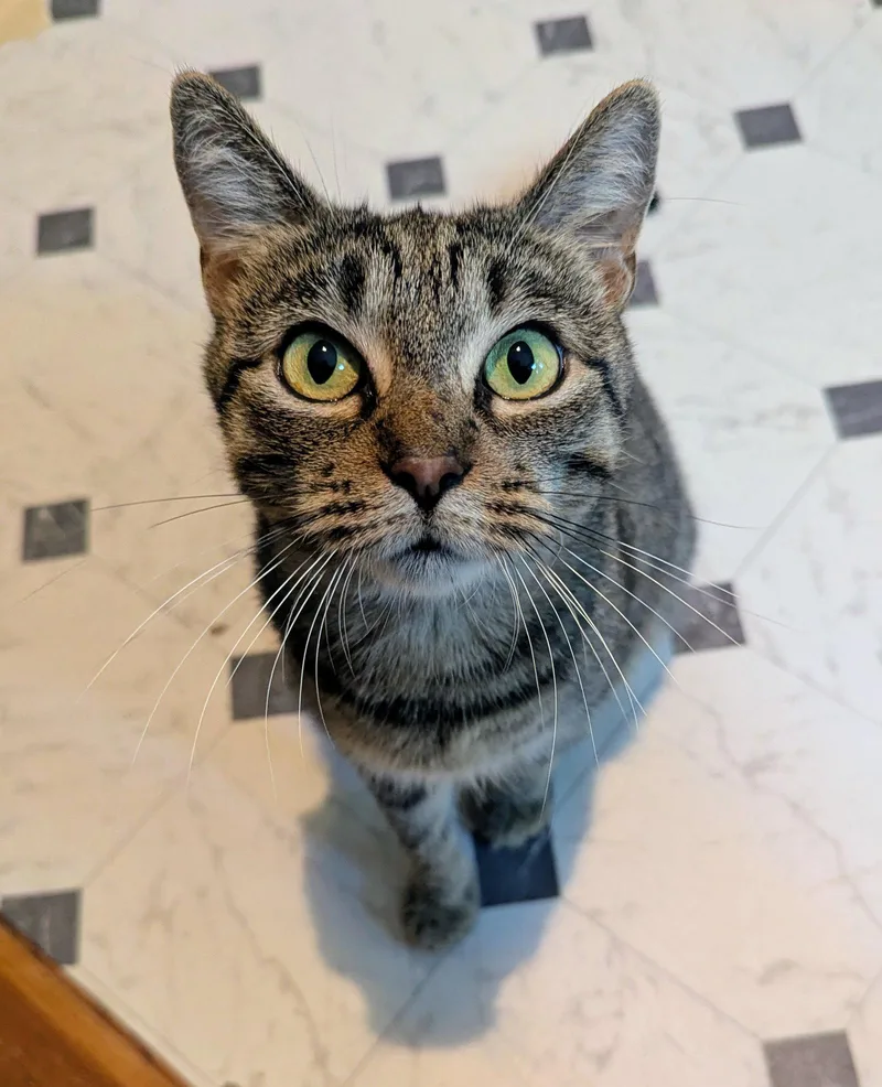 An adult medium-sized female Domestic Short Hair cat named Saratina for adoption in Trenton, NJ