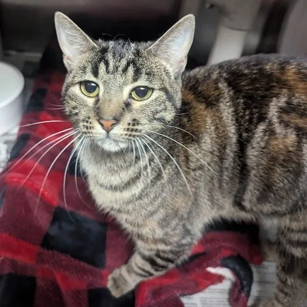 A young large-sized female Torbie Domestic Short Hair cat named Marble for adoption in Springfield, IL