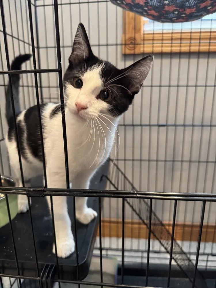 A young small-sized female Black & White / Tuxedo Domestic Short Hair cat named Newt for adoption in Papillion, NE