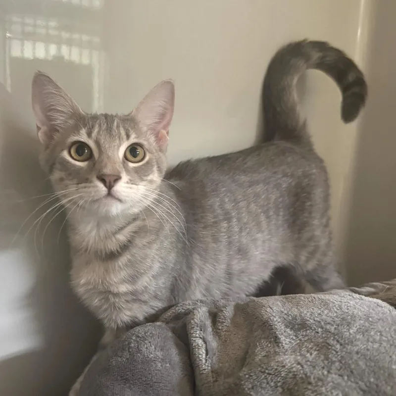 A baby medium-sized female Gray / Blue / Silver Domestic Short Hair cat named Misty for adoption in Saint Charles, MO