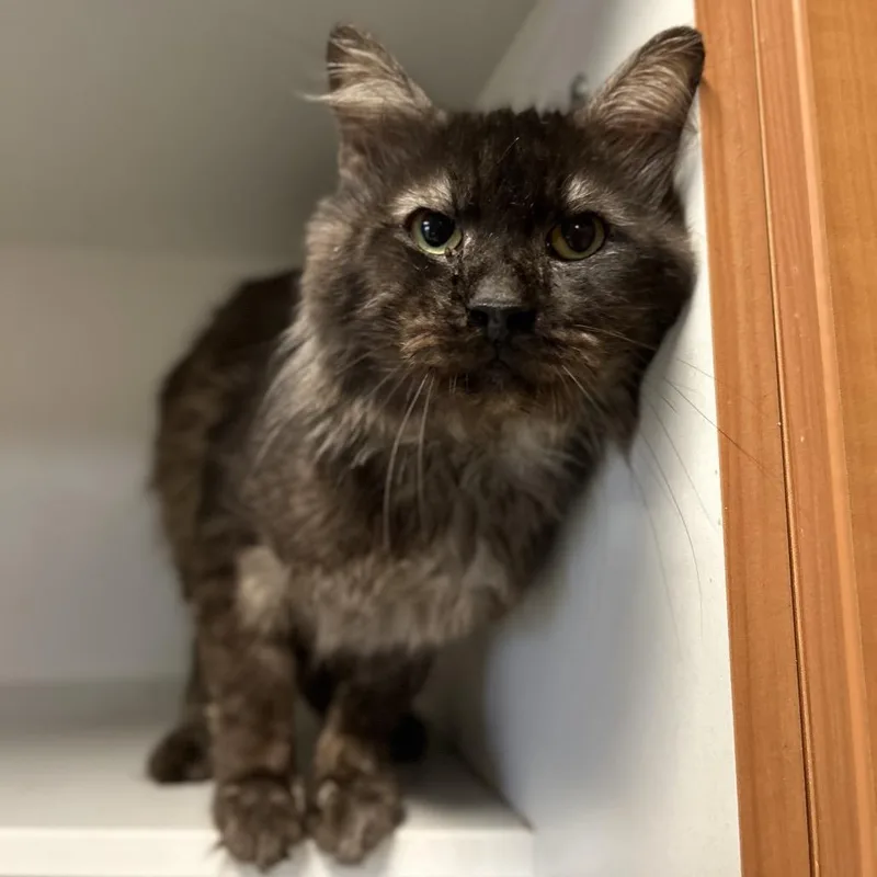 An adult medium-sized male Brown / Chocolate Domestic Long Hair cat named Eli Gemstone for adoption in Troy, IL