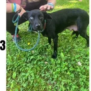 An adult small-sized female Black Terrier dog named Daphne for adoption in Alexandria, VA
