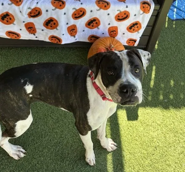A young large-sized female Boxer dog named Moo Moo for adoption in Oceanside, CA