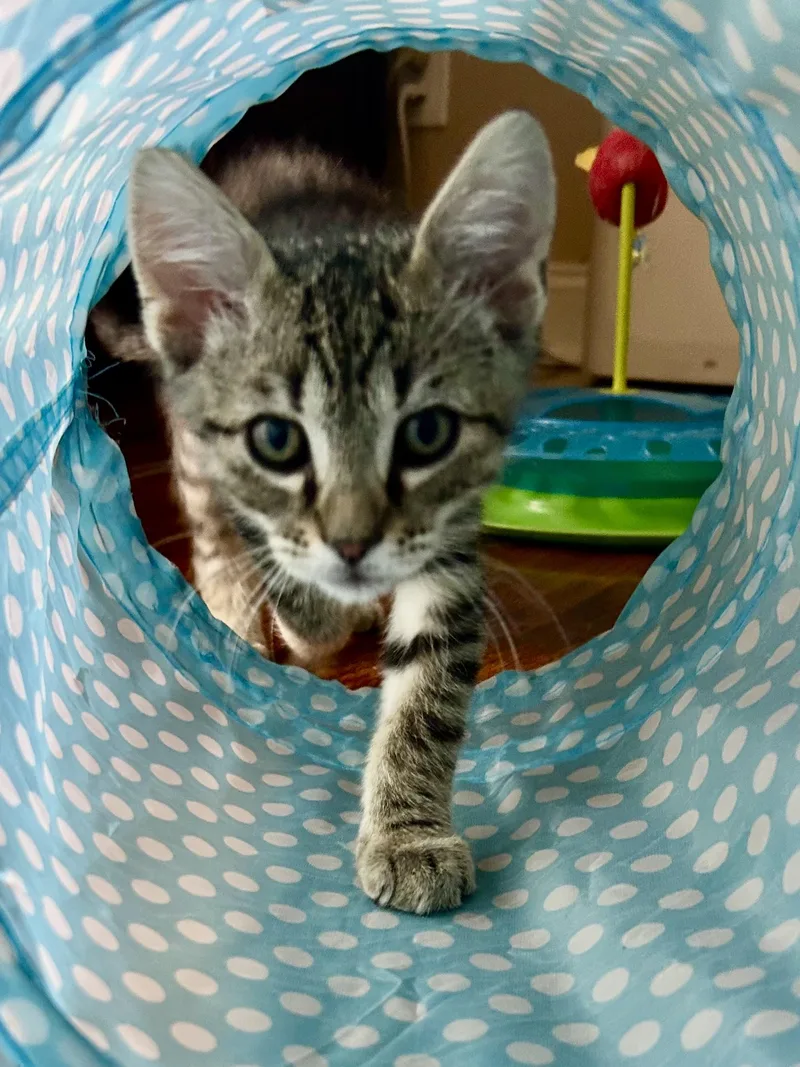 A baby small-sized male Domestic Short Hair cat named Peanut for adoption in Murfreesboro, TN