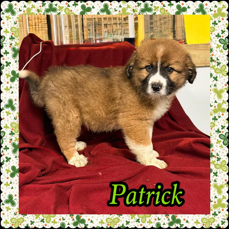 Patrick
