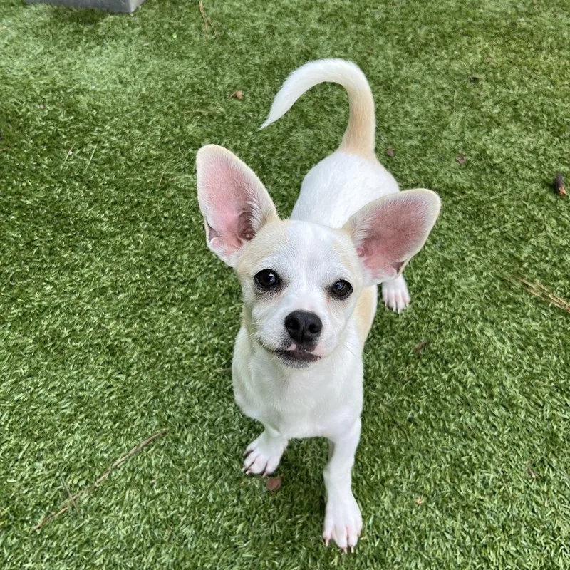 A baby small-sized male Chihuahua dog named Fettuccine for adoption in Salisbury, NC