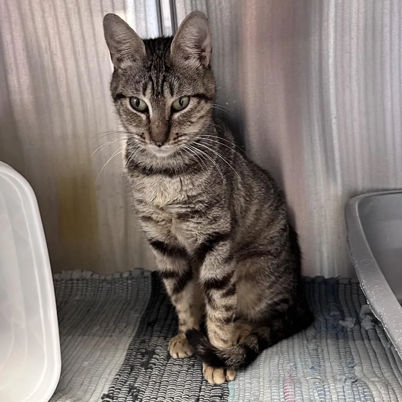 A young medium-sized female Gray / Blue / Silver Domestic Short Hair cat named Ellie for adoption in Manhattan, KS