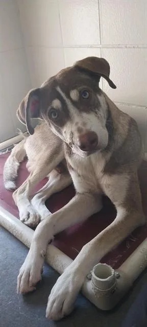 A young large-sized male Husky dog named Allen for adoption in Corpus Christi, TX